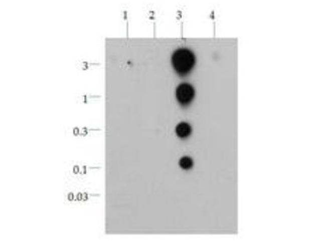 H3K36ac Antibody in Dot Blot (DB)