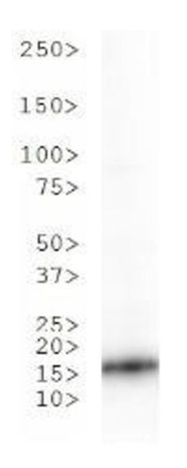 H3K36ac Antibody in Western Blot (WB)