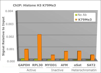 H3K79me3 Antibody in ChIP Assay (ChIP)