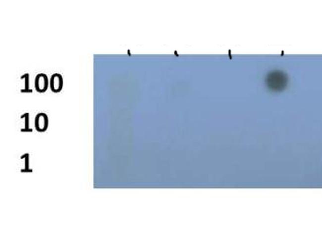 H3K79me3 Antibody in Dot Blot (DB)