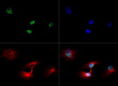 H3K79me3 Antibody in Immunocytochemistry (ICC/IF)