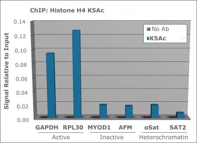 H4K5ac Antibody in ChIP Assay (ChIP)