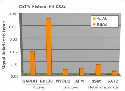 H4K8ac Antibody in ChIP Assay (ChIP)