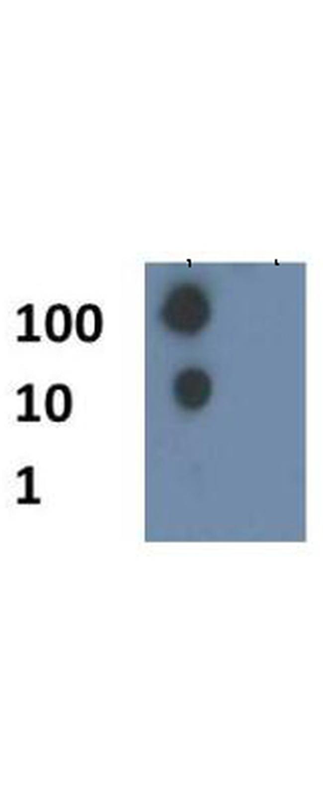 H4K8ac Antibody in Dot Blot (DB)