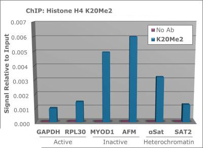 H4K20me2 Antibody in ChIP Assay (ChIP)