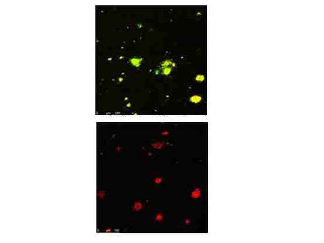 beta Amyloid pyro E3 Antibody in Immunohistochemistry (PFA fixed) (IHC (PFA))