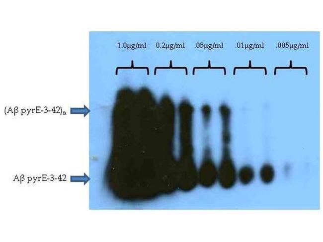 beta Amyloid pyro E3 Antibody in Western Blot (WB)