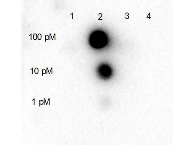 Phospho-HDAC5 (Ser661) Antibody in Dot Blot (DB)