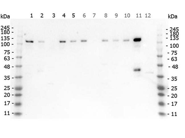 Phospho-HDAC5 (Ser661) Antibody in Western Blot (WB)
