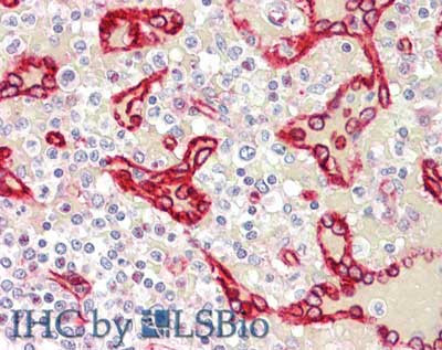 SDPR Antibody in Immunohistochemistry (Paraffin) (IHC (P))