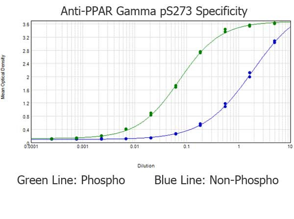 Phospho-PPAR gamma (Ser273) Antibody in ELISA (ELISA)