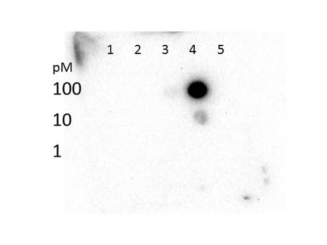 H3K27me3 Antibody in Dot Blot (DB)