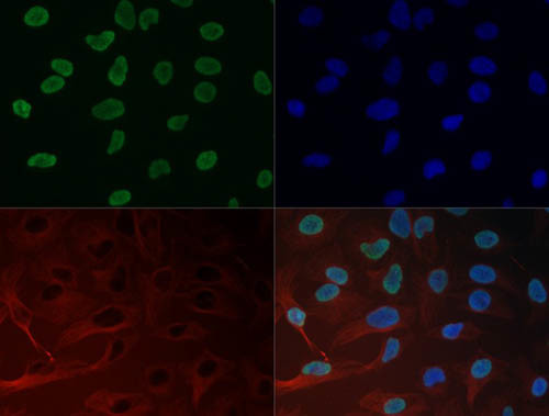 H3K27me3 Antibody in Immunocytochemistry (ICC/IF)