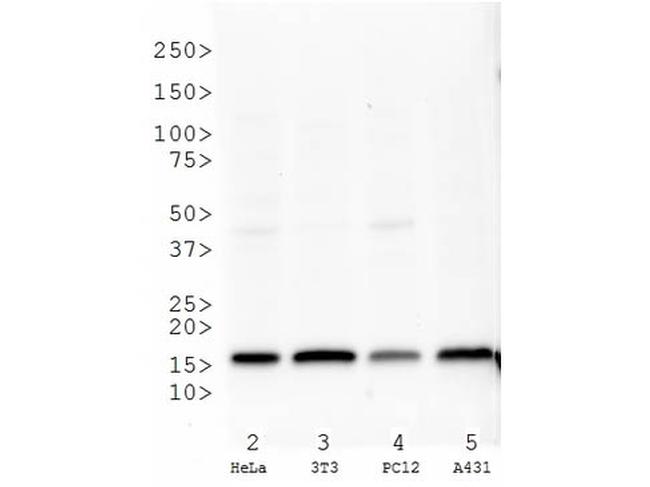 H3K27me3 Antibody in Western Blot (WB)