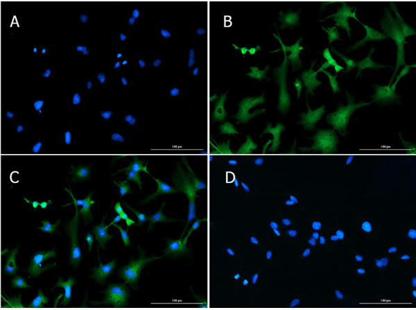 SLC40A1 Antibody in Immunocytochemistry (ICC/IF)