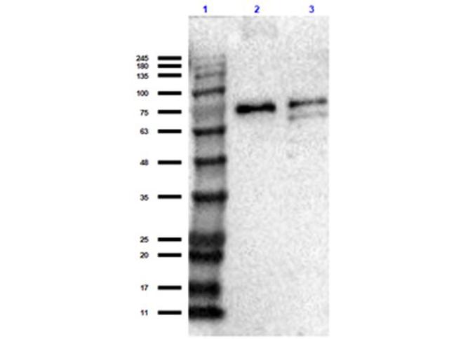 SLC40A1 Antibody in Western Blot (WB)