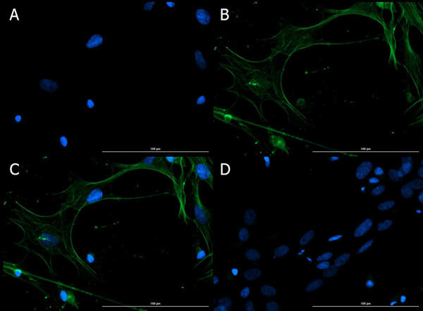 Connexin 43 Antibody in Immunocytochemistry (ICC/IF)