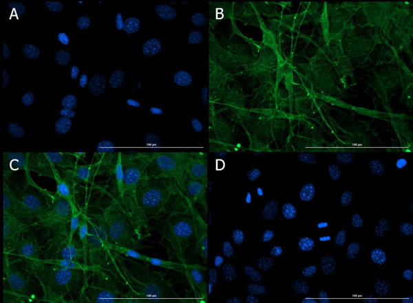 Connexin 43 Antibody in Immunocytochemistry (ICC/IF)