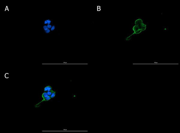 Connexin 43 Antibody in Immunocytochemistry (ICC/IF)