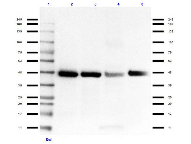 Connexin 43 Antibody in Western Blot (WB)