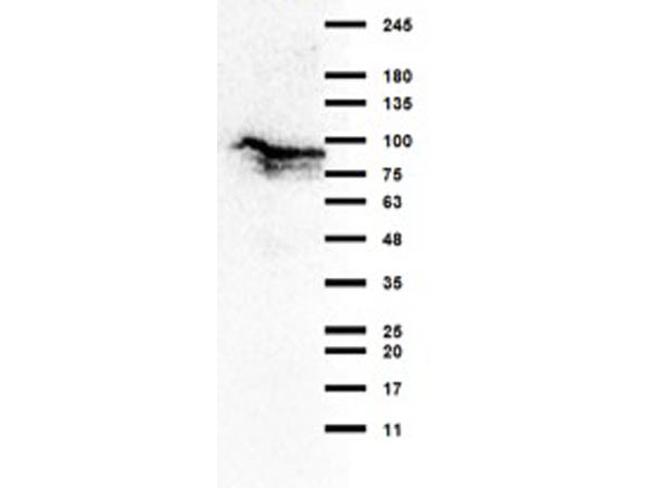 TBK1 Antibody in Western Blot (WB)