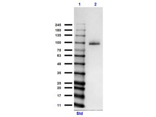 MeCP2 Antibody in Western Blot (WB)