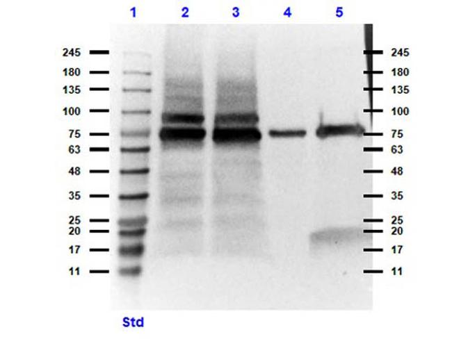 MeCP2 Antibody in Western Blot (WB)