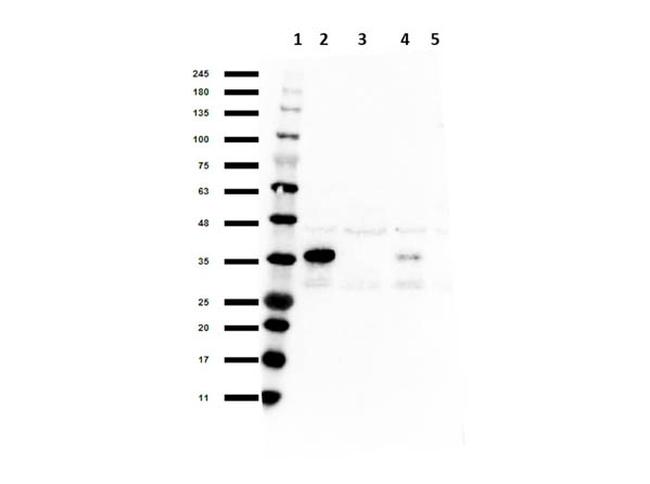 SNAI1 Antibody in Western Blot (WB)