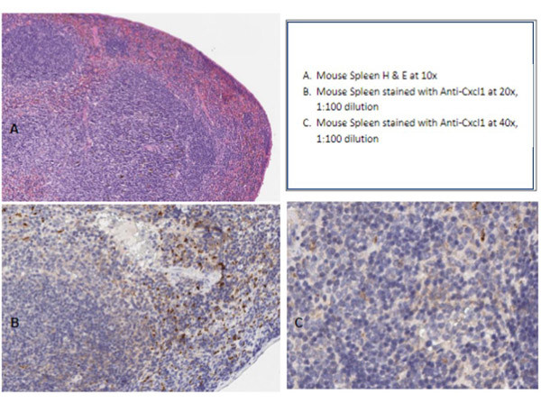 Cxcl1 Antibody in Immunohistochemistry (IHC)