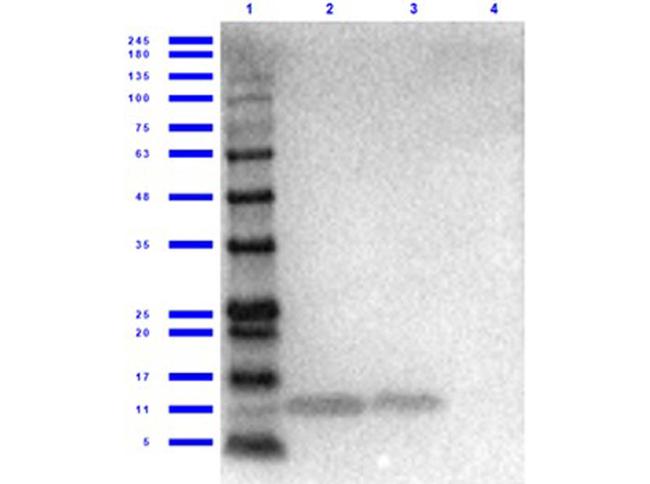 Cxcl1 Antibody in Western Blot (WB)