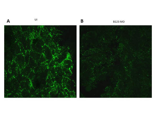 Ephrin B1, B2, B3 Antibody in Immunocytochemistry (ICC/IF)