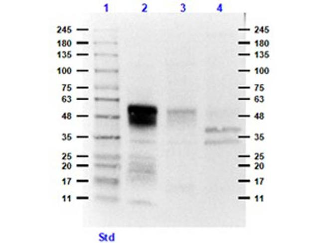 Ephrin B1, B2, B3 Antibody in Western Blot (WB)