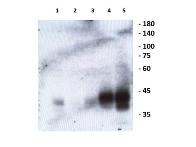 Ephrin B1, B2, B3 Antibody in Western Blot (WB)