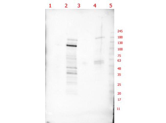 p130 Antibody in Western Blot (WB)