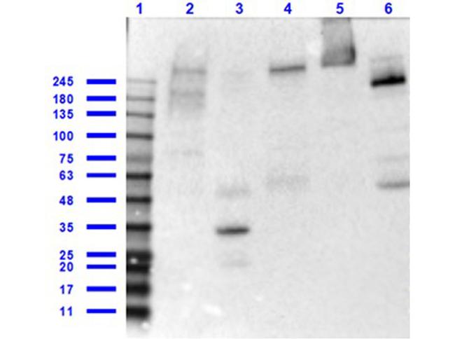 CREBBP Antibody in Western Blot (WB)