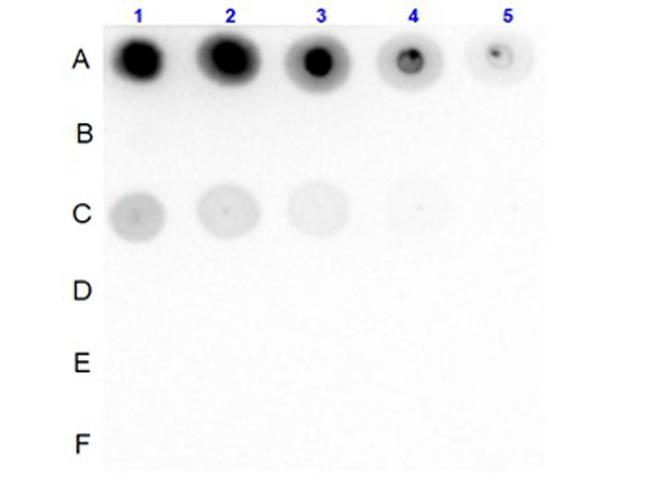Phospho-Insulin Receptor (Tyr1361) Antibody in Dot Blot (DB)