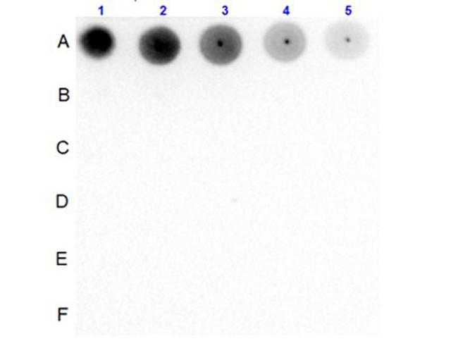 Phospho-SMAD2 (Ser467) Antibody in Dot Blot (DB)