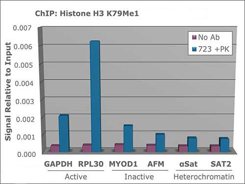 H3K79me1 Antibody in ChIP Assay (ChIP)