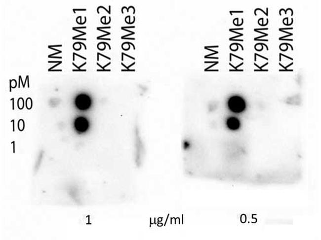 H3K79me1 Antibody in Dot Blot (DB)