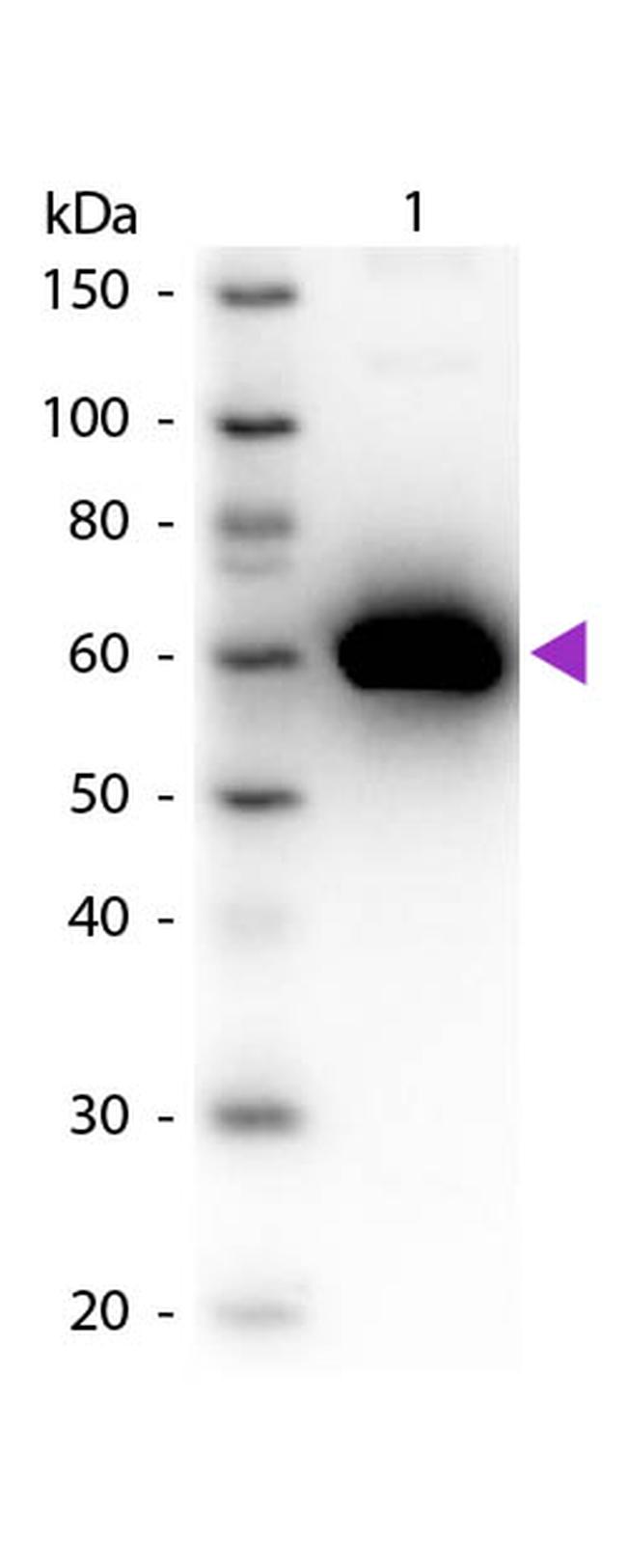 Human Serum Albumin Antibody in Western Blot (WB)