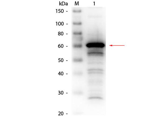 Human Serum Albumin Antibody in Western Blot (WB)