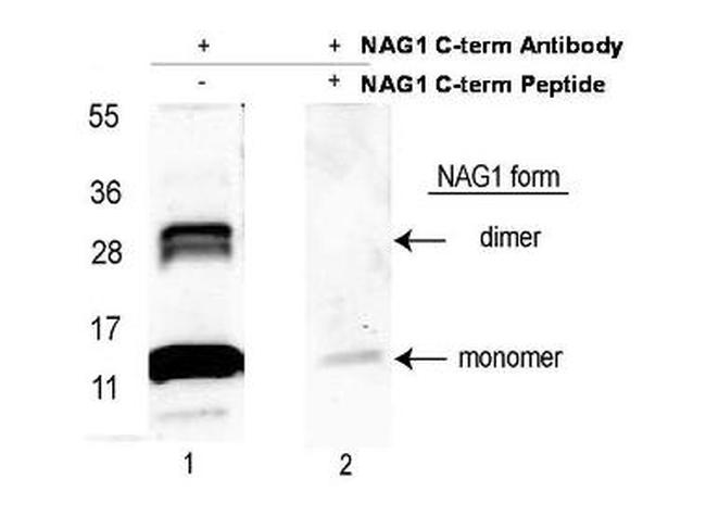 NAG-1 Antibody in Western Blot (WB)