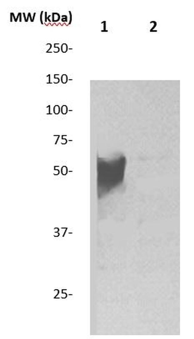 E-Tag Antibody in Western Blot (WB)