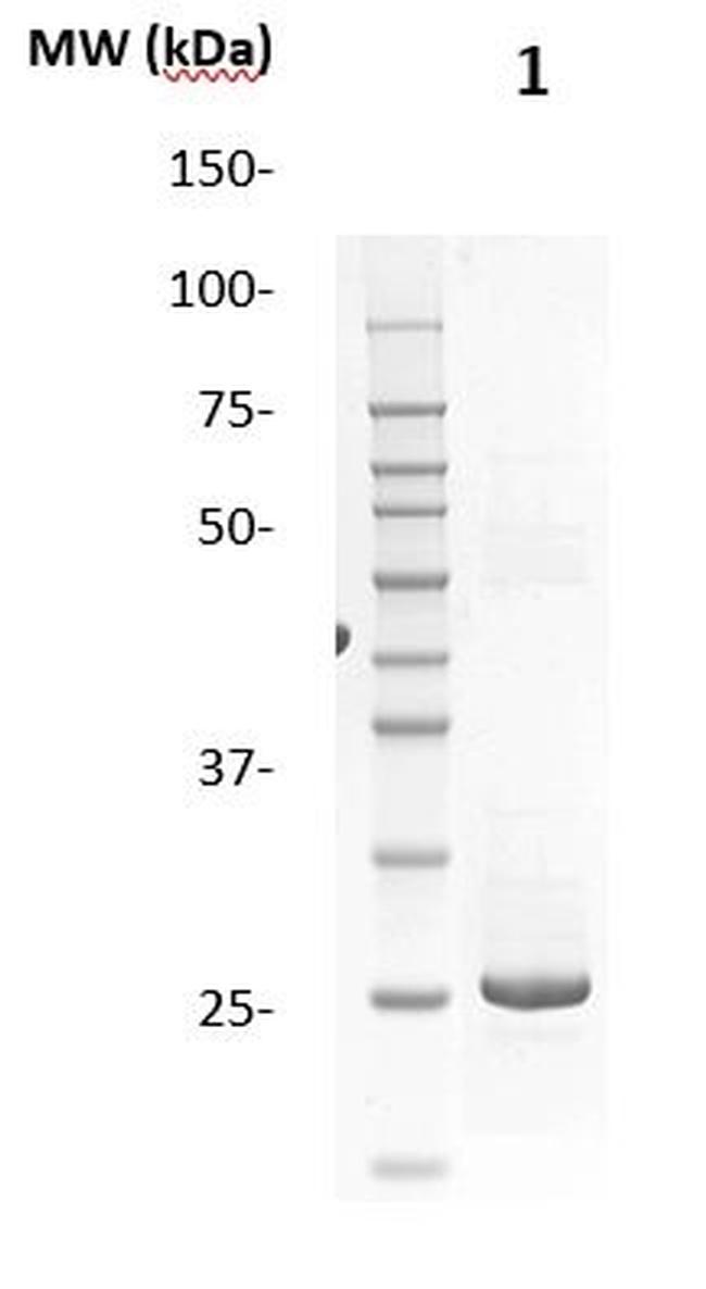 TSH Antibody in Western Blot (WB)