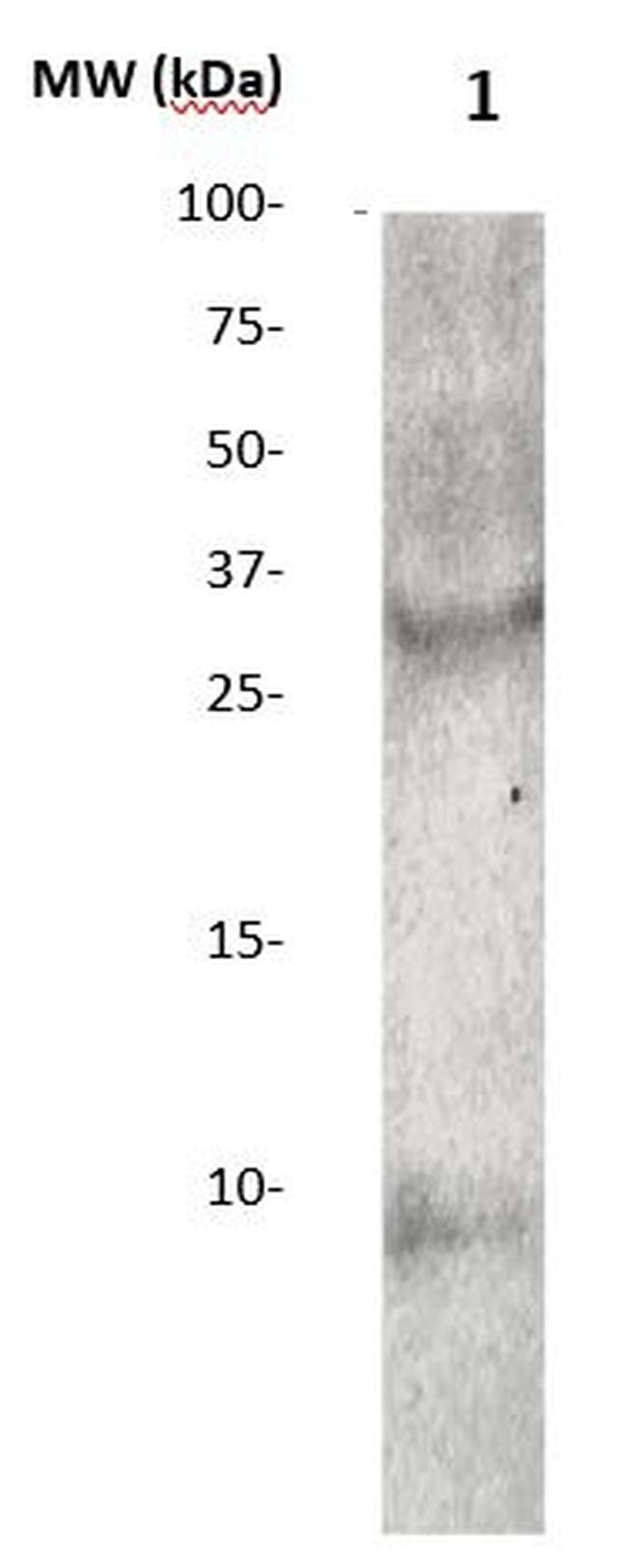 Amyloid beta 42 Antibody in Western Blot (WB)