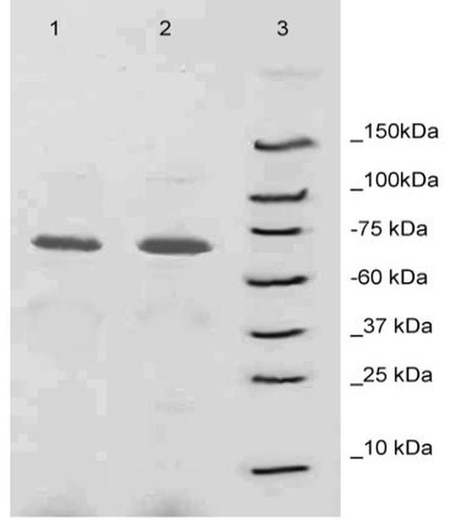 L-Plastin Antibody in Western Blot (WB)