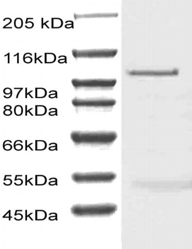 CD156b Antibody in Western Blot (WB)