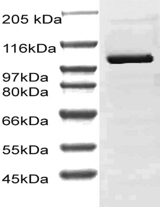 CD156b Antibody in Western Blot (WB)
