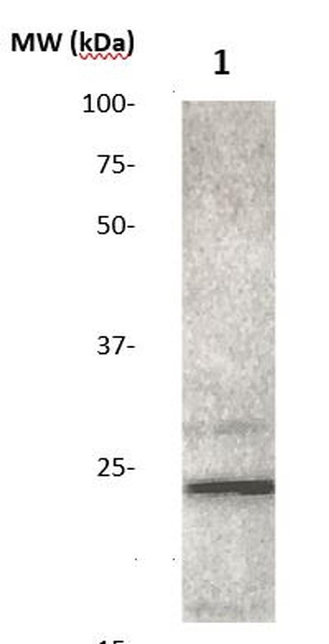 FGF 4 Antibody in Western Blot (WB)