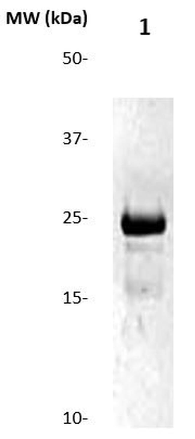 CRP Antibody in Western Blot (WB)